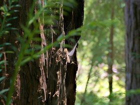../2015/06/25-1345-santa_cruz-CA-redwood.jpg