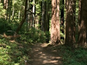 ../2015/06/25-1540-santa_cruz-CA-redwood.jpg