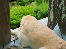 04-1604-dog.jpg