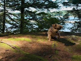 ../2015/09/06-1240-wolfes_neck-park-dog-ME-casper.jpg