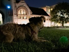 ../2015/09/15-2013-library-dog-casper.jpg