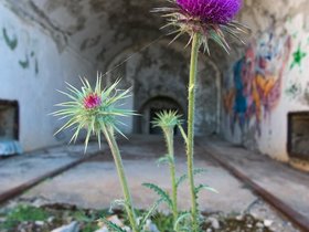 16-1553-flower-vis-HRV-island-ruins.jpg