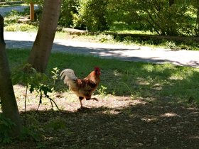 18-1138-skradin_krka-monastery-rooster-visovac-HRV.jpg