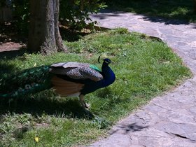 18-1142-skradin_krka-monastery-visovac-HRV-peacock.jpg