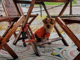 ../2016/10/22-1133-portland_ME-ME-dog-casper-rain.jpg
