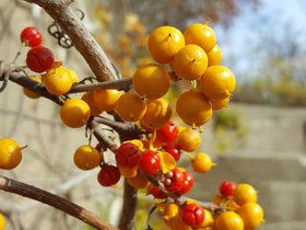 23-1304-fort_williams-portland_ME-ft_williams-ME-plant.jpg
