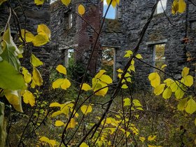 23-1311-fort_williams-portland_ME-ft_williams-ME-plant.jpg