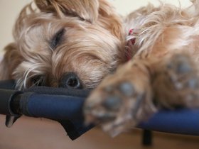 ../2017/05/14-1030-dog-casper.jpg