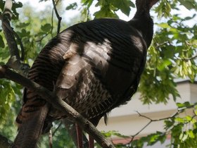 ../2017/06/08-1154-turkey-tree.jpg