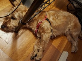 ../2017/07/12-1235-dog-casper.jpg