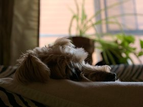 ../2017/09/11-0746-dog-morning-casper.jpg