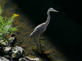 ../2017/10/01-1219-bird.jpg