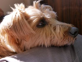 ../2017/10/01-1219-dog-casper.jpg