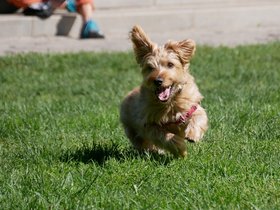 ../2017/10/01-1232-dog-casper.jpg