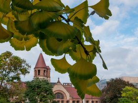 ../2017/10/14-1556-tree-flower.jpg
