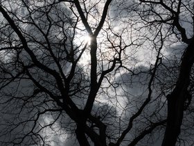 ../2018/04/08-1342-cloud-tree-sky.jpg