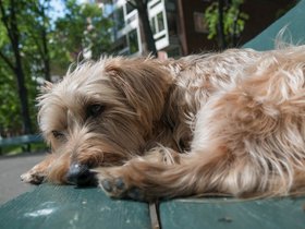 ../2018/06/03-1502-dog-casper.jpg