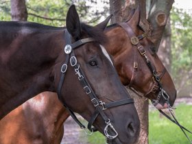 ../2018/07/29-1449-castle_island-MA-horse.jpg