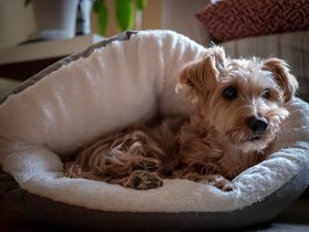 ../2018/09/24-1007-dog-sleeping-casper.jpg