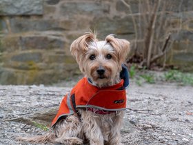../2019/05/12-1145-portland_ME-ME-dog-fort_williams-casper.jpg