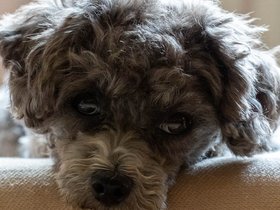 17-1513-bella-dog.jpg