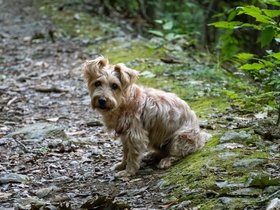 ../2020/08/18-1138-dog-berkshires-MA-casper-lulu_cascade.jpg