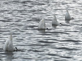 27-1432-swans.jpg