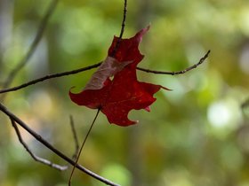 ../2020/10/11-1316-park-lone_tree_hill-MA.jpg