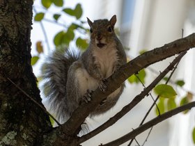 18-1314-squirrel.jpg