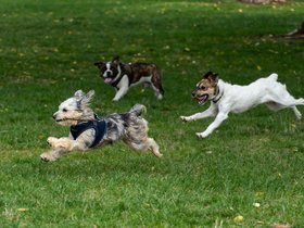 24-1235-dog.jpg