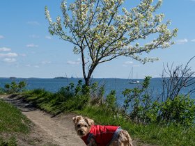 ../2021/05/09-0958-tree-casper-portland_ME-ME-dog.jpg