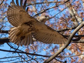 ../2021/11/13-1423-mt_auburn-MA-cemetery-raptor.jpg