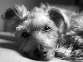 ../2022/01/11-1053-bw-dog-casper-sleeping.jpg