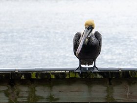 ../2022/03/12-1518-tampa-FL-bird.jpg