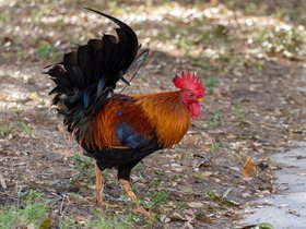 12-1701-chicken-tampa-FL-ybor.jpg