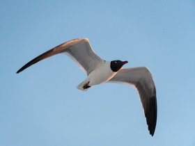 ../2022/03/13-1908-bird-clearwater-FL.jpg