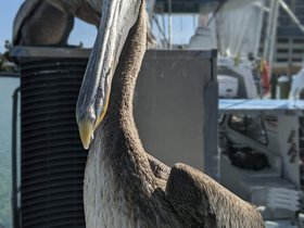 clearwater (22)