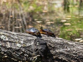 10-1241-garden-turtle.jpg