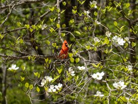../2022/05/10-1336-garden-bird.jpg
