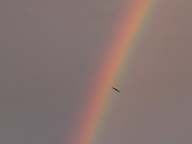 ../2022/06/27-1946-rainbow-bird.jpg