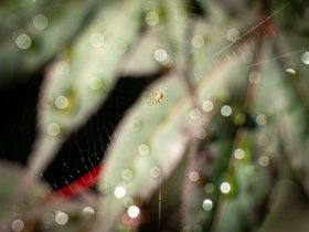14-0801-leaf-bokeh-spider.jpg