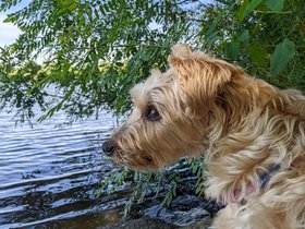 ../2022/07/31-1148-dog-charles_river-MA-casper.jpg