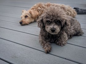 ../2022/08/20-1942-bella-dog-casper.jpg