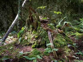 ../2022/08/27-1100-ME-plant.jpg