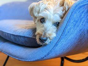 ../2022/10/22-1258-dog-casper.jpg