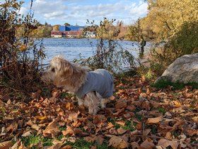 ../2022/11/05-1413-casper-autumn-dog-pond.jpg