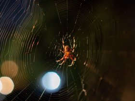 ../2023/08/18-2150-night-web-bokeh-spider.jpg