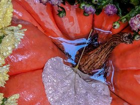 09-1557-flower-color-pumpkin-autumn.jpg