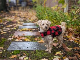 18-1206-nixie-autumn.jpg