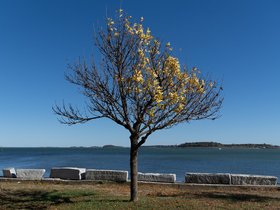 ../2024/10/12-1408-tree-carson_beach-MA.jpg